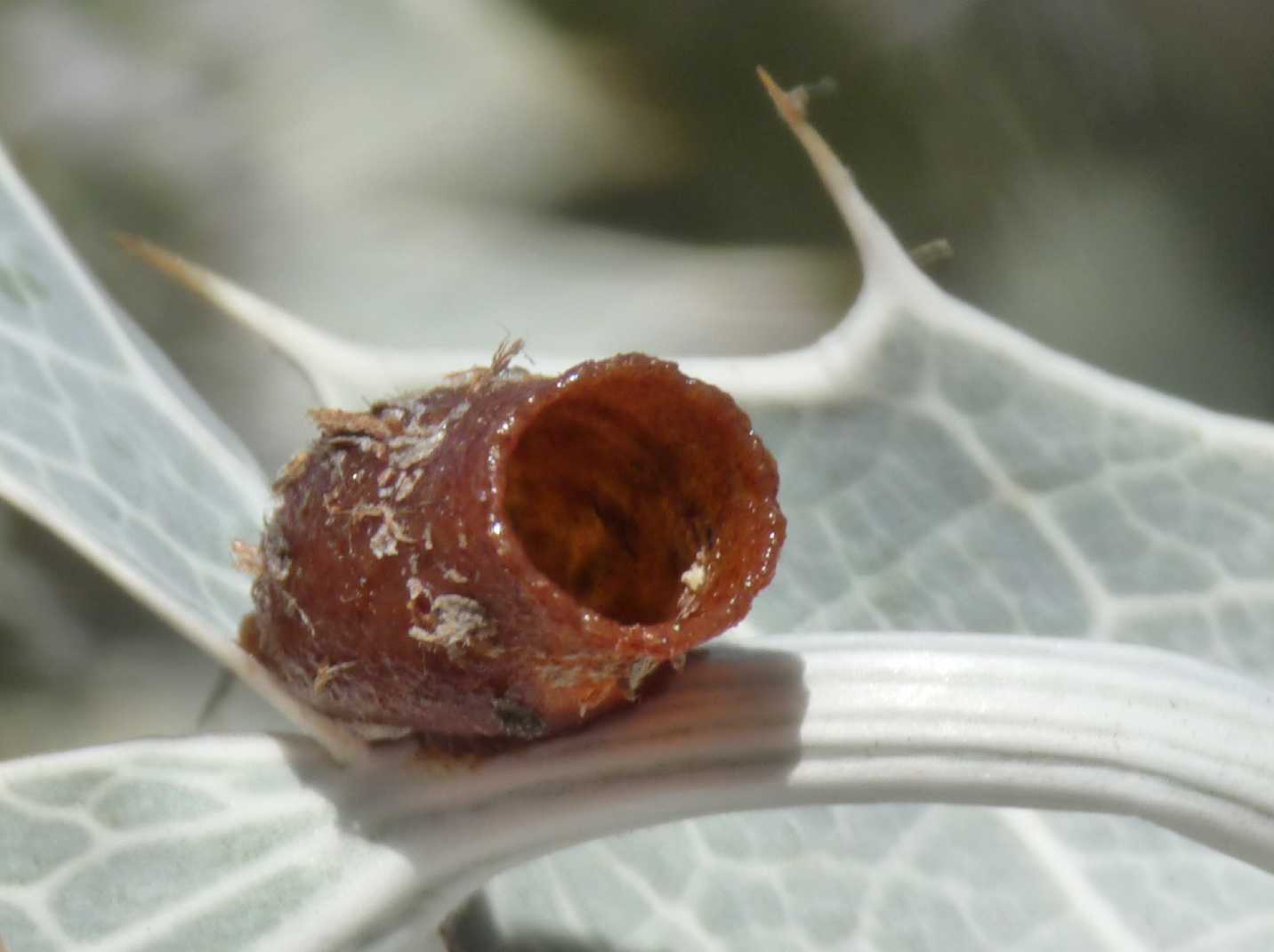 Gli strani nidi di Anthidiellum sp.